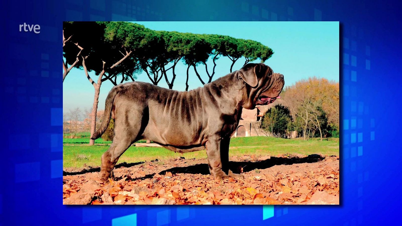 Saber y ganar - 06/12/24 - ver ahora