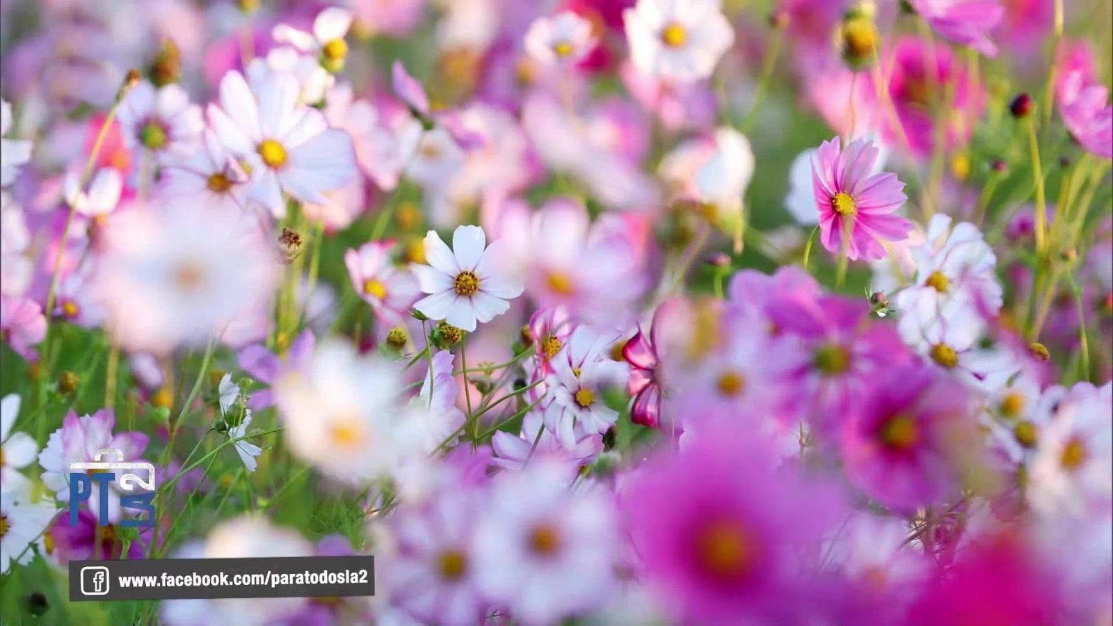 Para todos La 2 - 07/12/24 - ver ahora