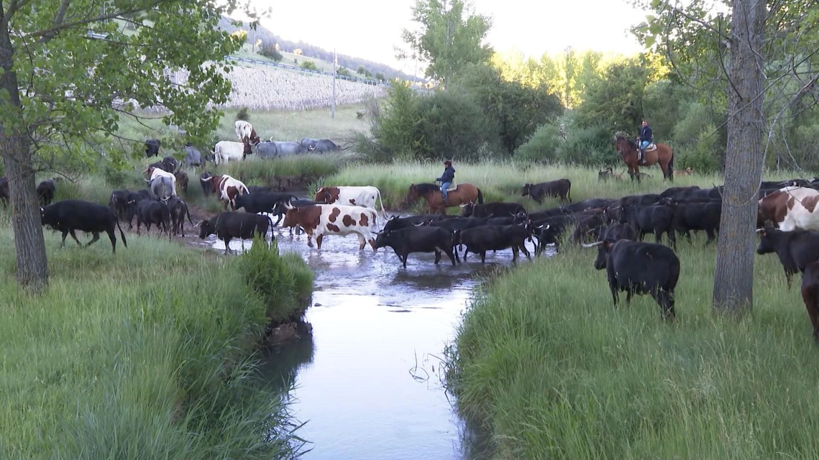 Tendido Cero - 07/12/24 - ver ahora