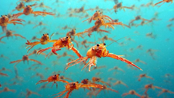 Espiando en el océano - Relaciones