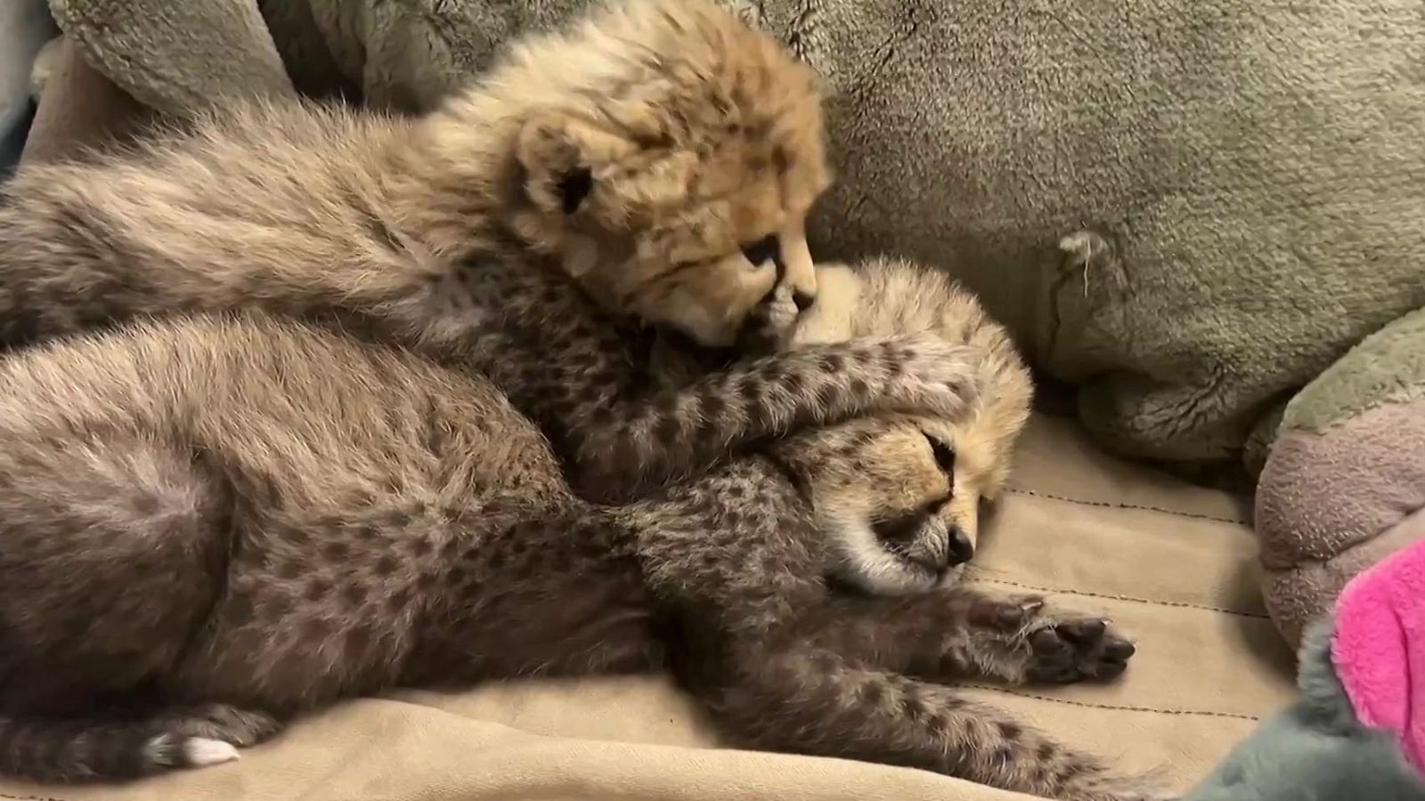 Velocidad en las venas | Ver