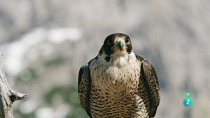 Som Documentals - El meravellós Tirol: El regne del falcó pelegrí