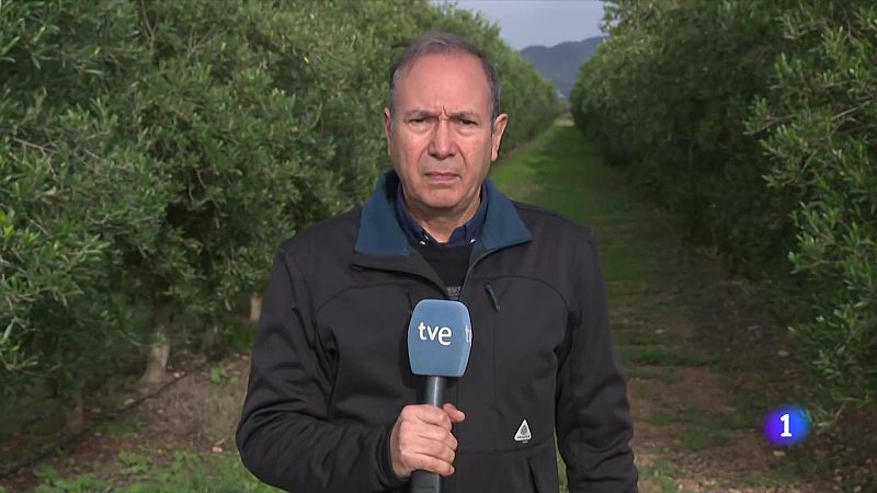 La collita d'oliva, curta per la sequera - L'Informatiu | Veure