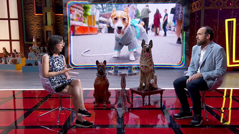 �Hay perros buenos y malos? �Es malo tratarlos como humanos? - �rbita Laika | Ver