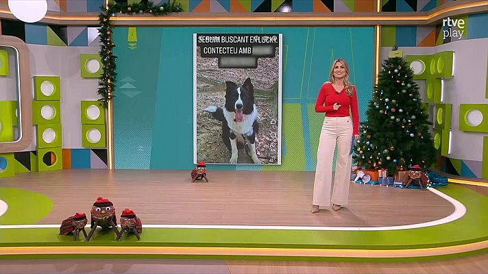 L'altaveu - Robatori de gossos, cases cremades, el Nàstic i torrons