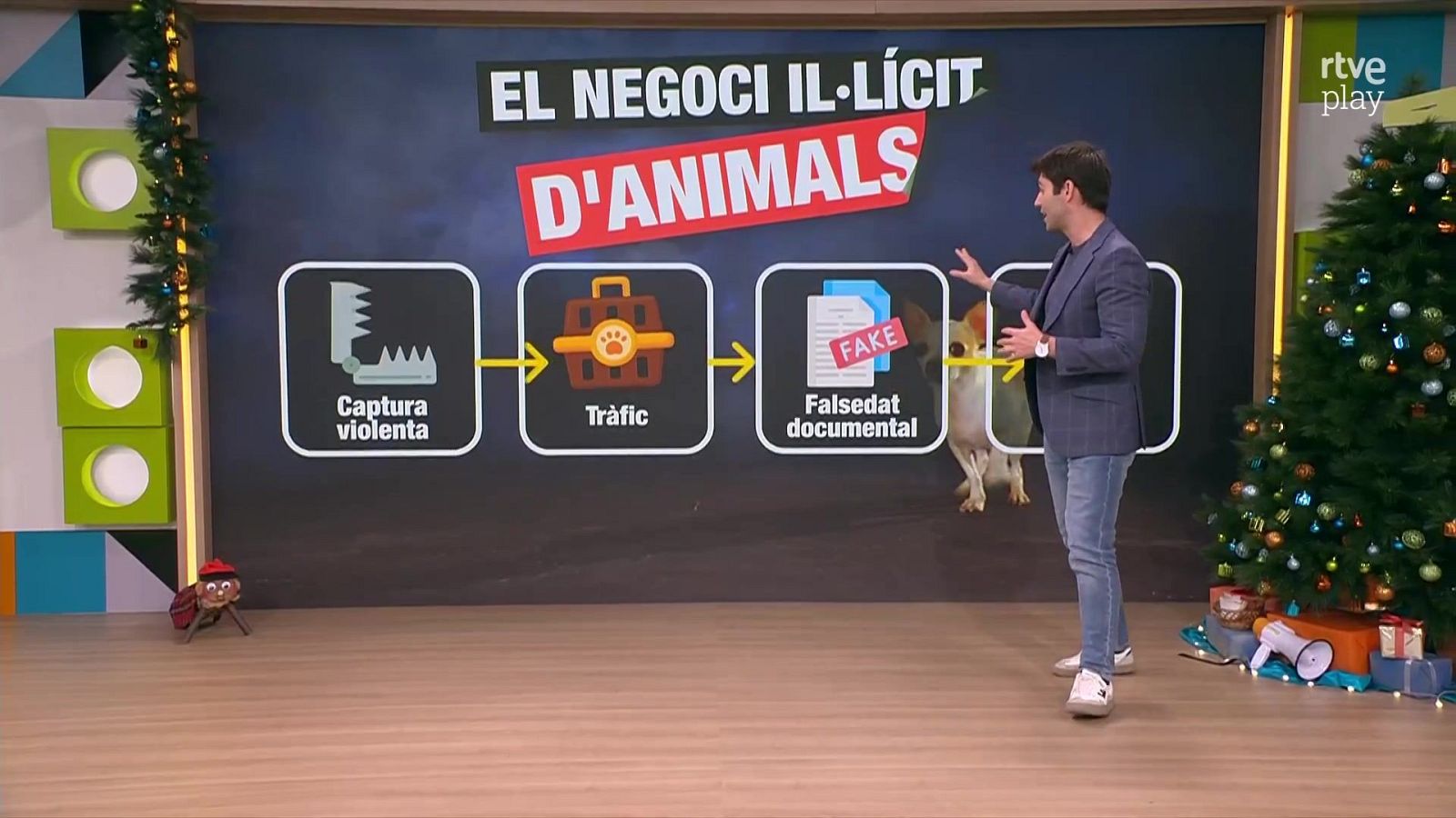 Desapareixen sis gossos border collie a Girona | L'altaveu - L'altaveu | Veure