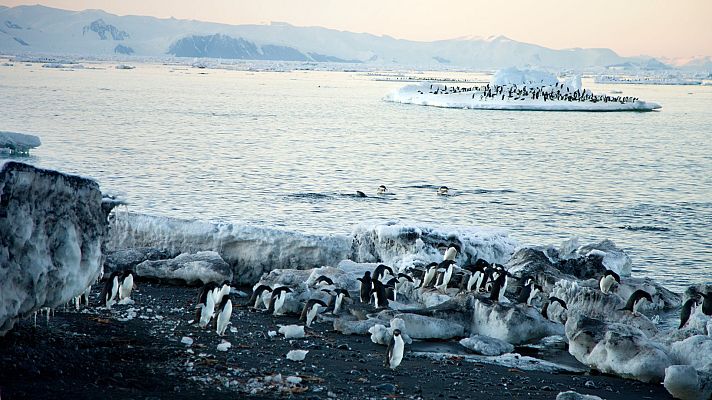 Colonia de pingüinos en costa antártica; algunos nadan en aguas frías, otros descansan sobre rocas heladas.  Atmósfera serena al amanecer o atardecer.