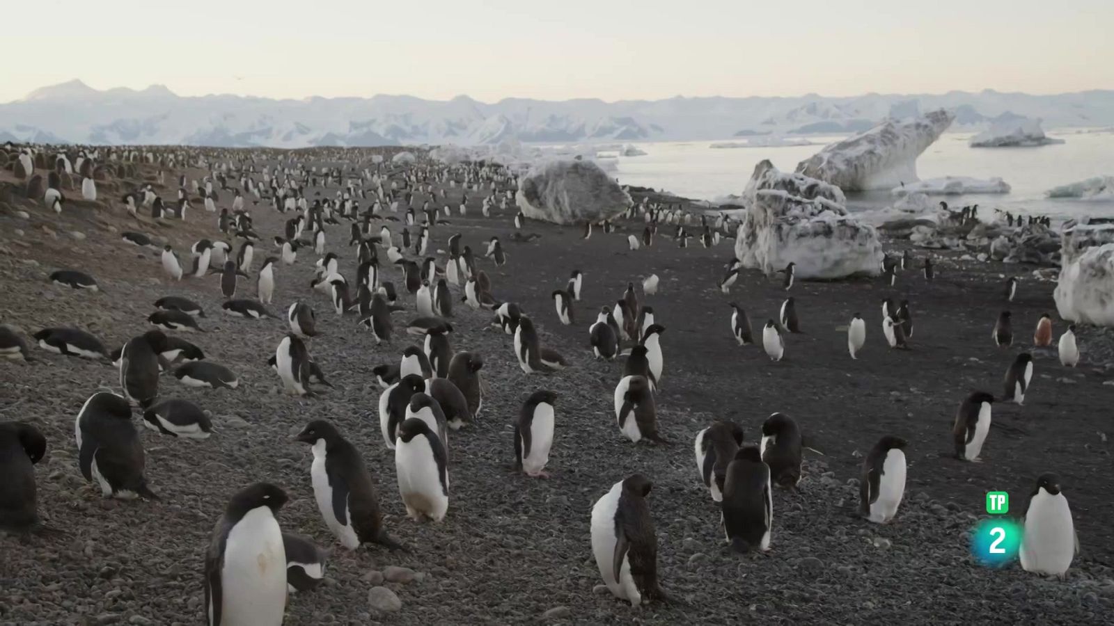 Grans Documentals - L'Antàrtida des de l'aire - Veure ara