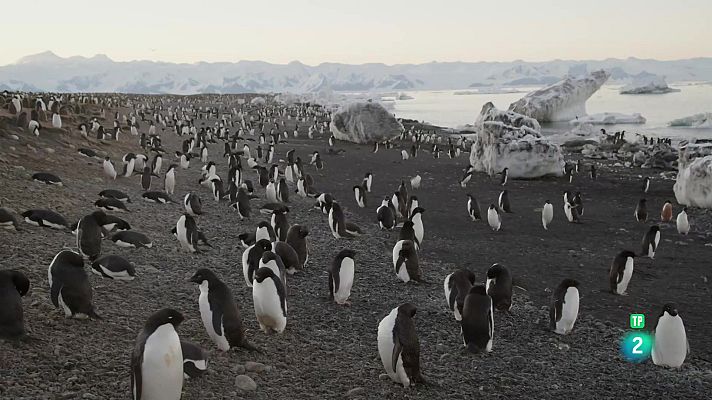 Som Documentals - L'Antàrtida des de l'aire