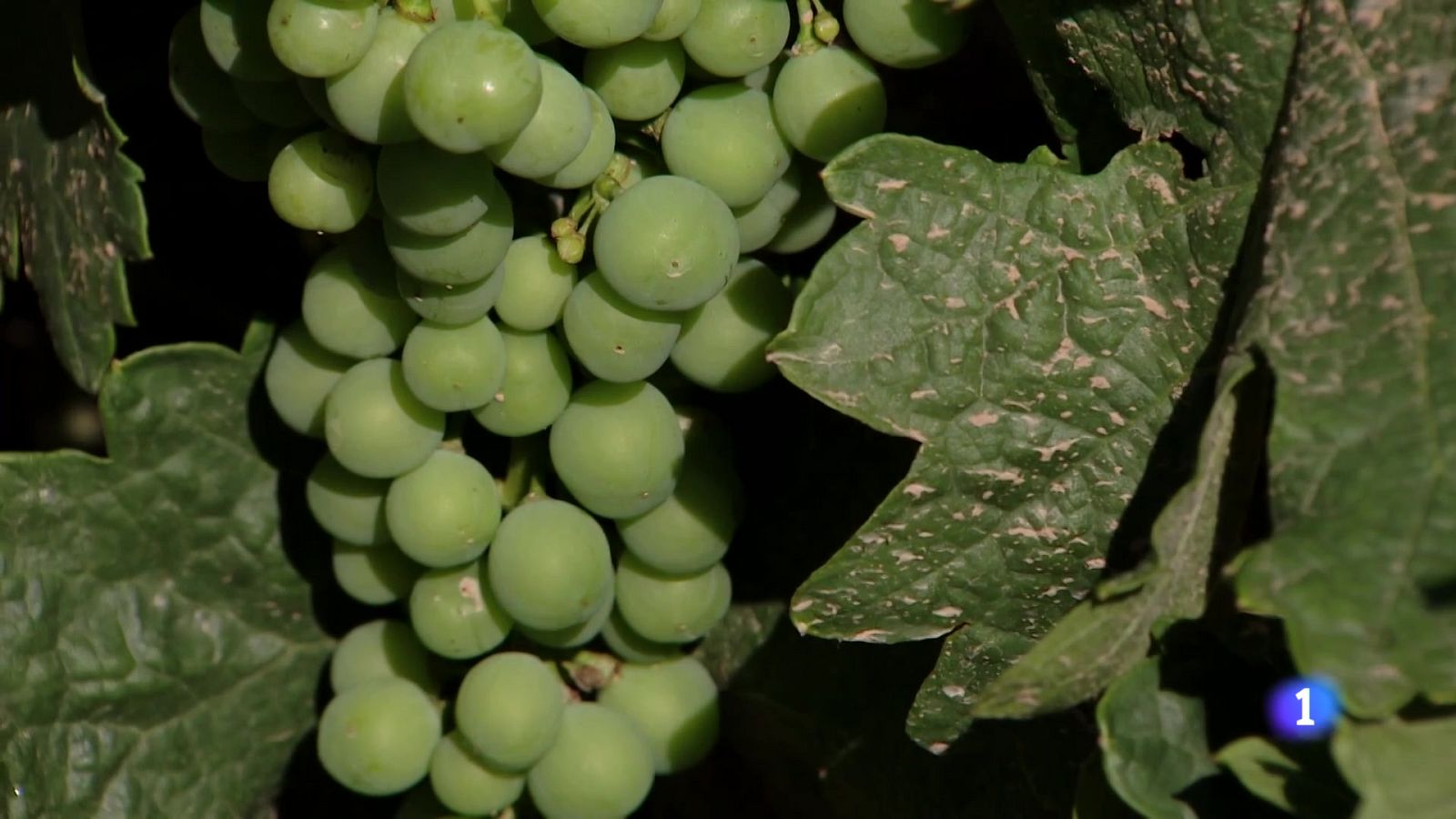 Informativo Telerioja - 11-12-2024 | Ver