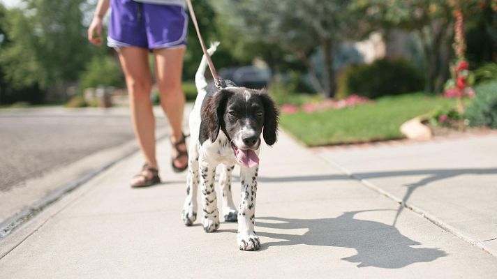 Telediario 1 - ¿Un impuesto a las mascotas?: una tasa impopular que barajan algunos municipios