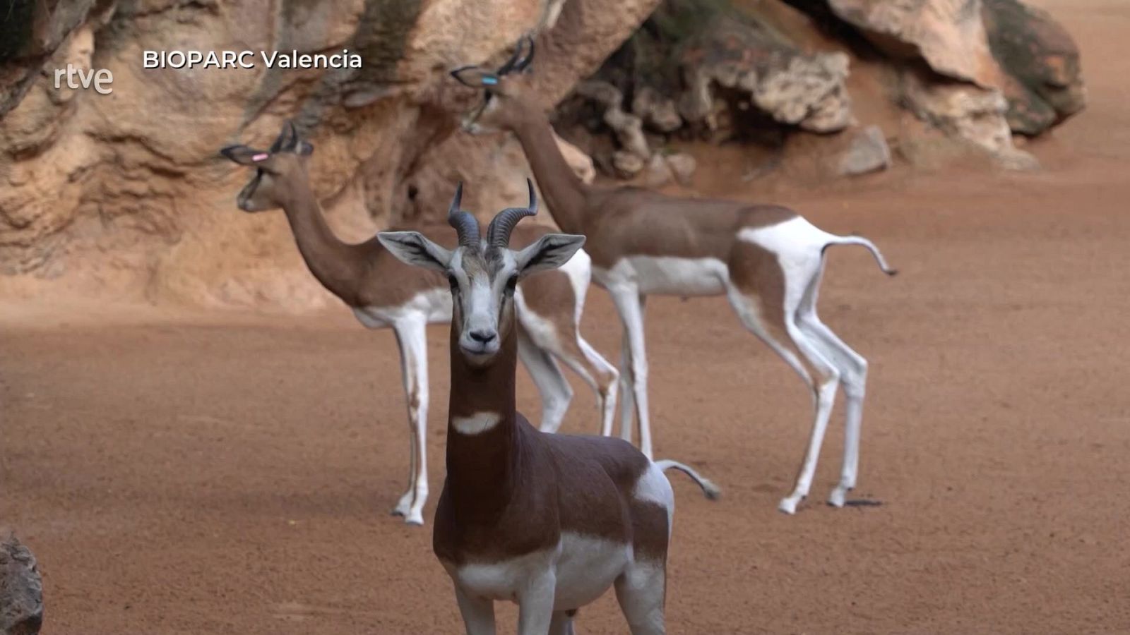 Animales en riesgo - La Tierra | Ver