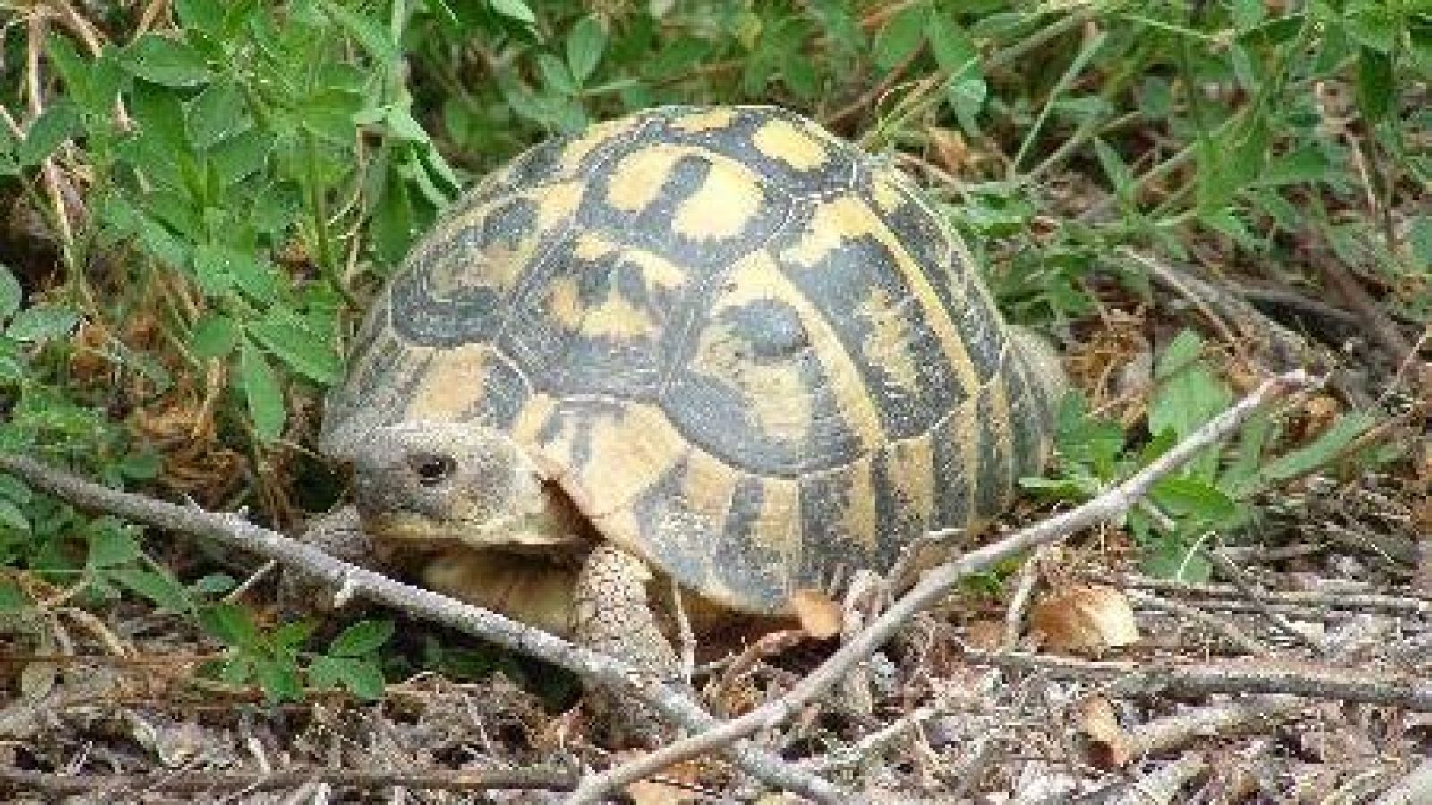 Recuperación de anfibios y reptiles - Para todos La 2 | Ver