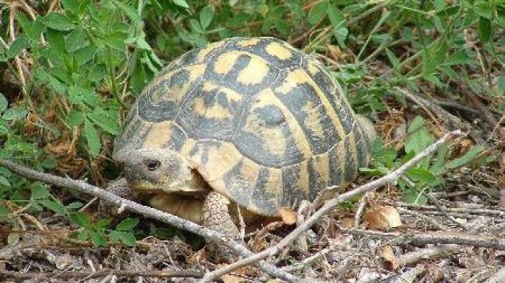 Para todos La 2 - CRARC. Recuperación de anfibios y reptiles
