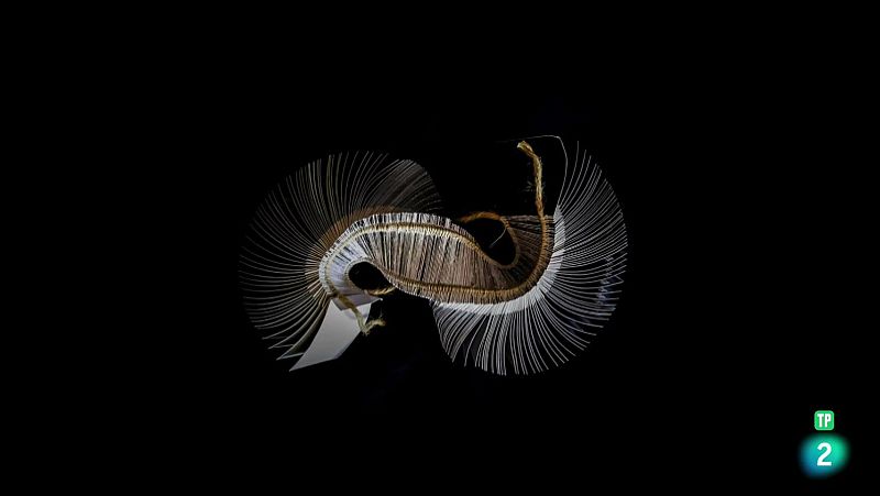 Boek Visual: Javier Valverde | Ver