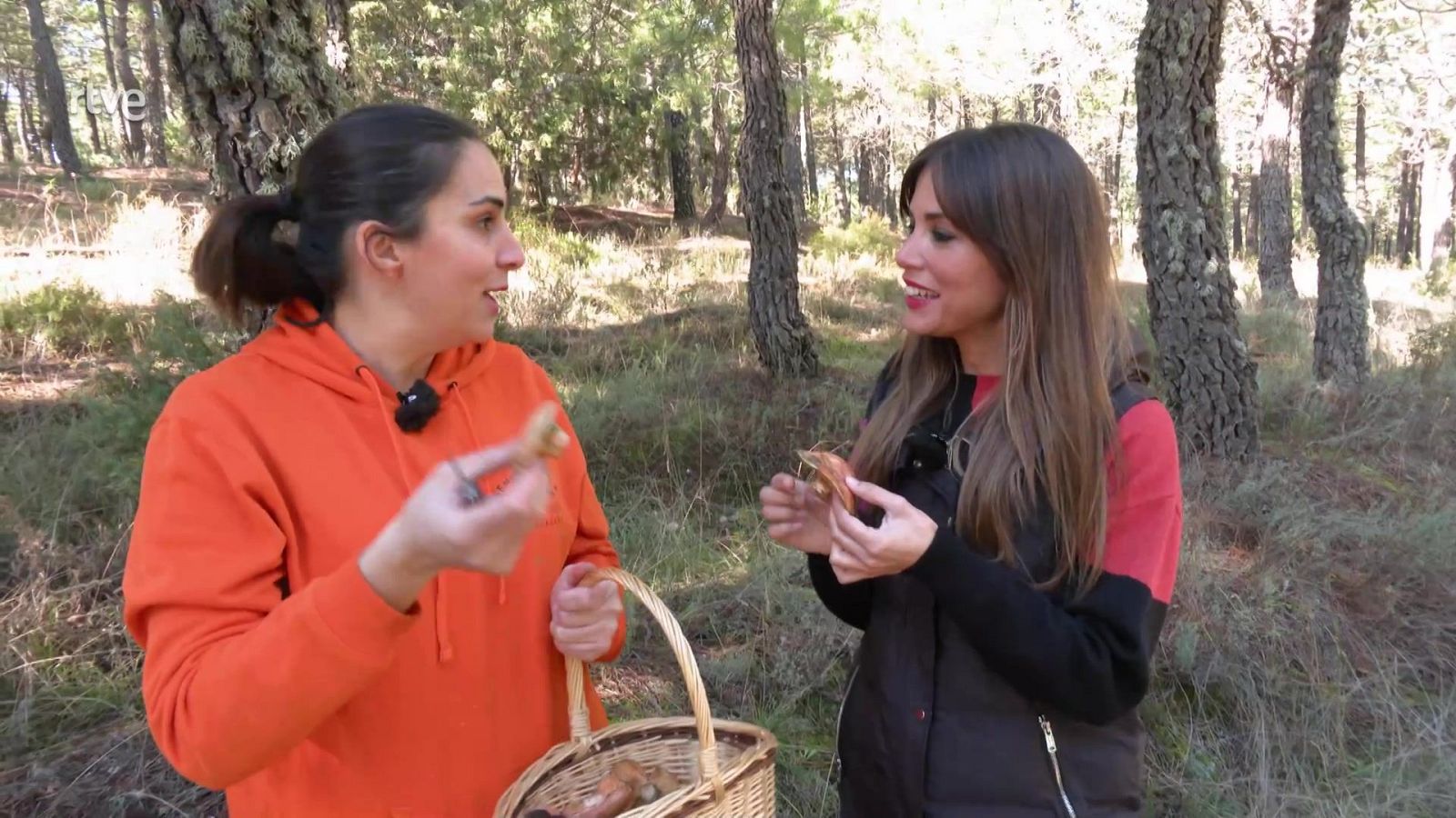 Experta en setas | Ver