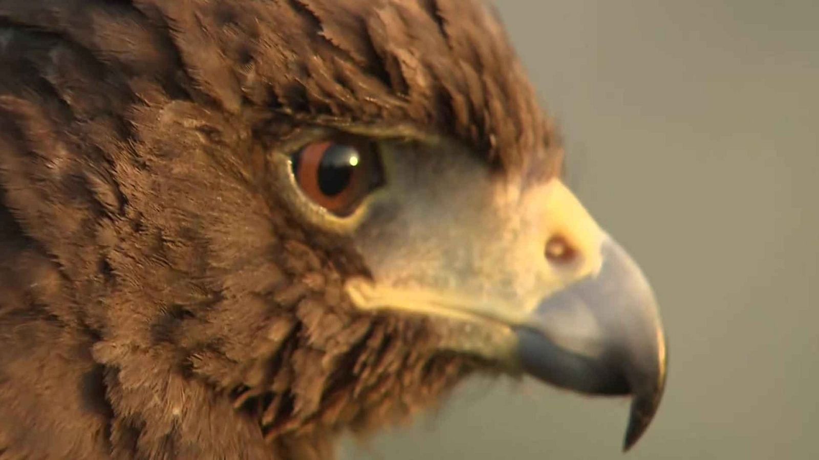 Jara y sedal - Una vida para volar - ver ahora