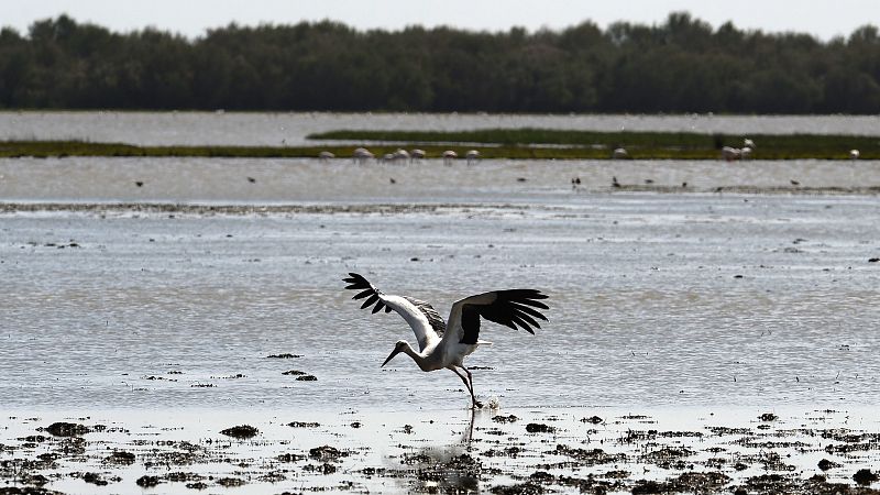 Doñana, 30 años como Patrimonio Mundial de la Unesco | Ver