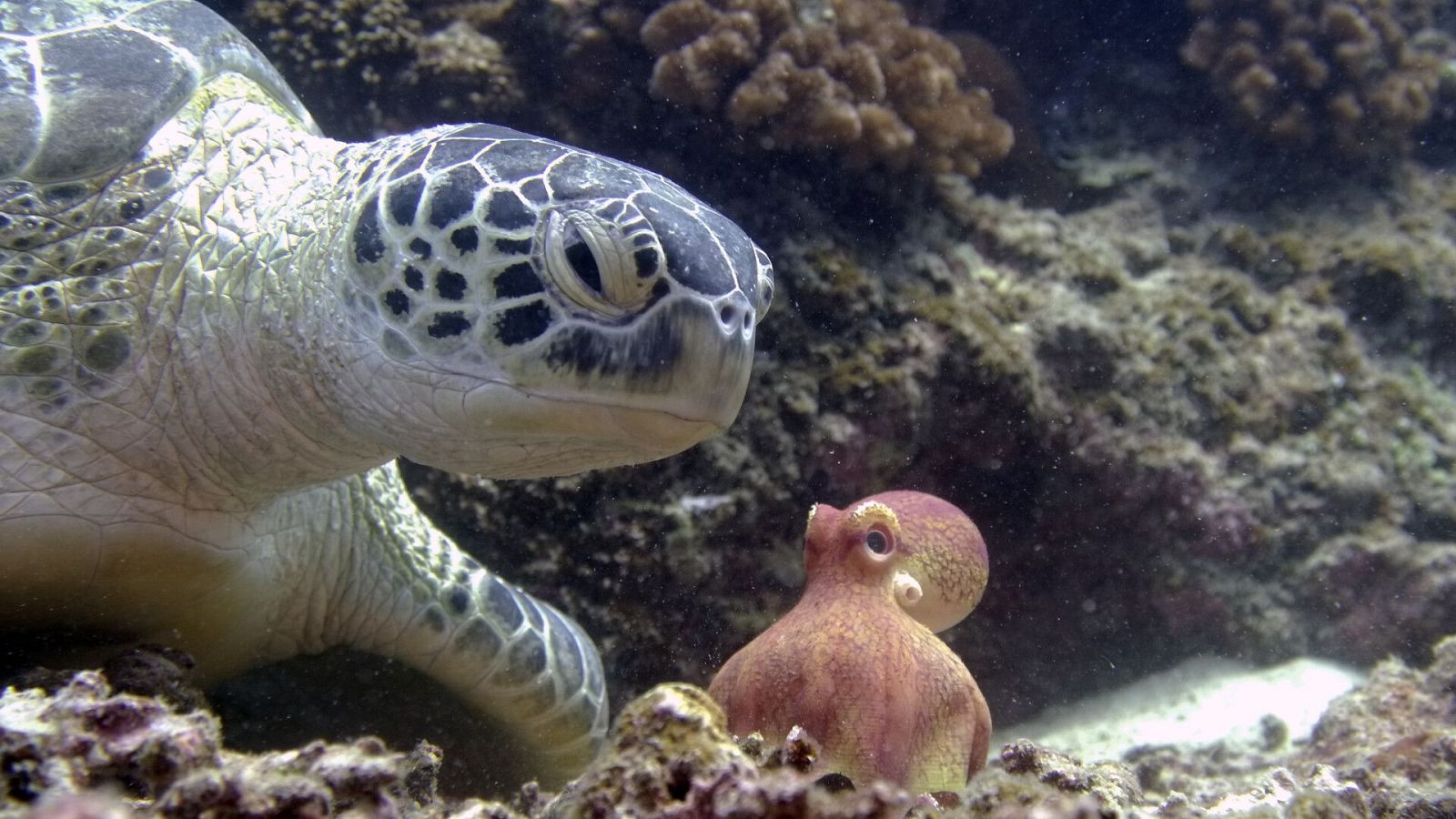 Espiando en el océano - Episodio 4: Problemas - ver ahora