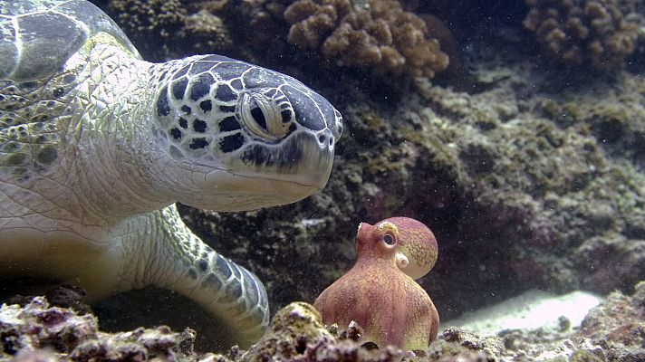 Espiando en el océano - Problemas