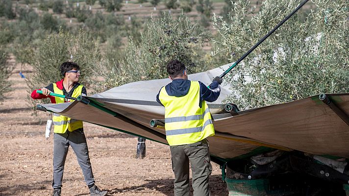Recolección de aceitunas con vara y lona en un olivar. Dos trabajadores realizan la tarea en un terreno seco y polvoriento.