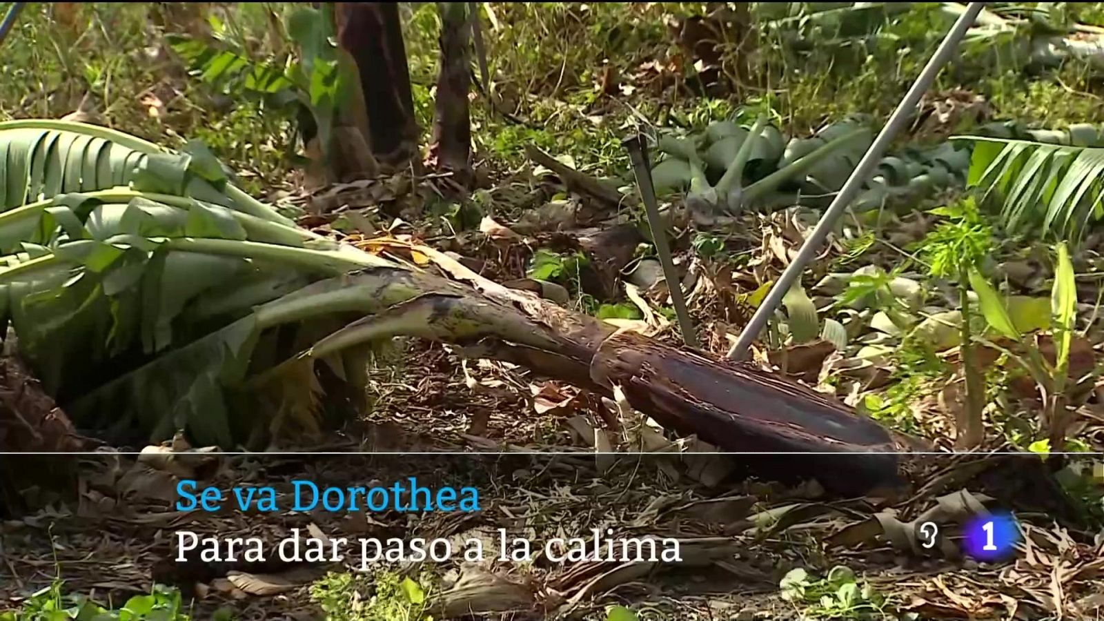 Canarias en 2' - 16/12/2024 | Ver