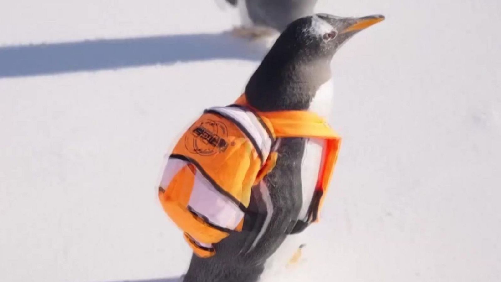 Pingüinos… ¿mochileros? | Ver