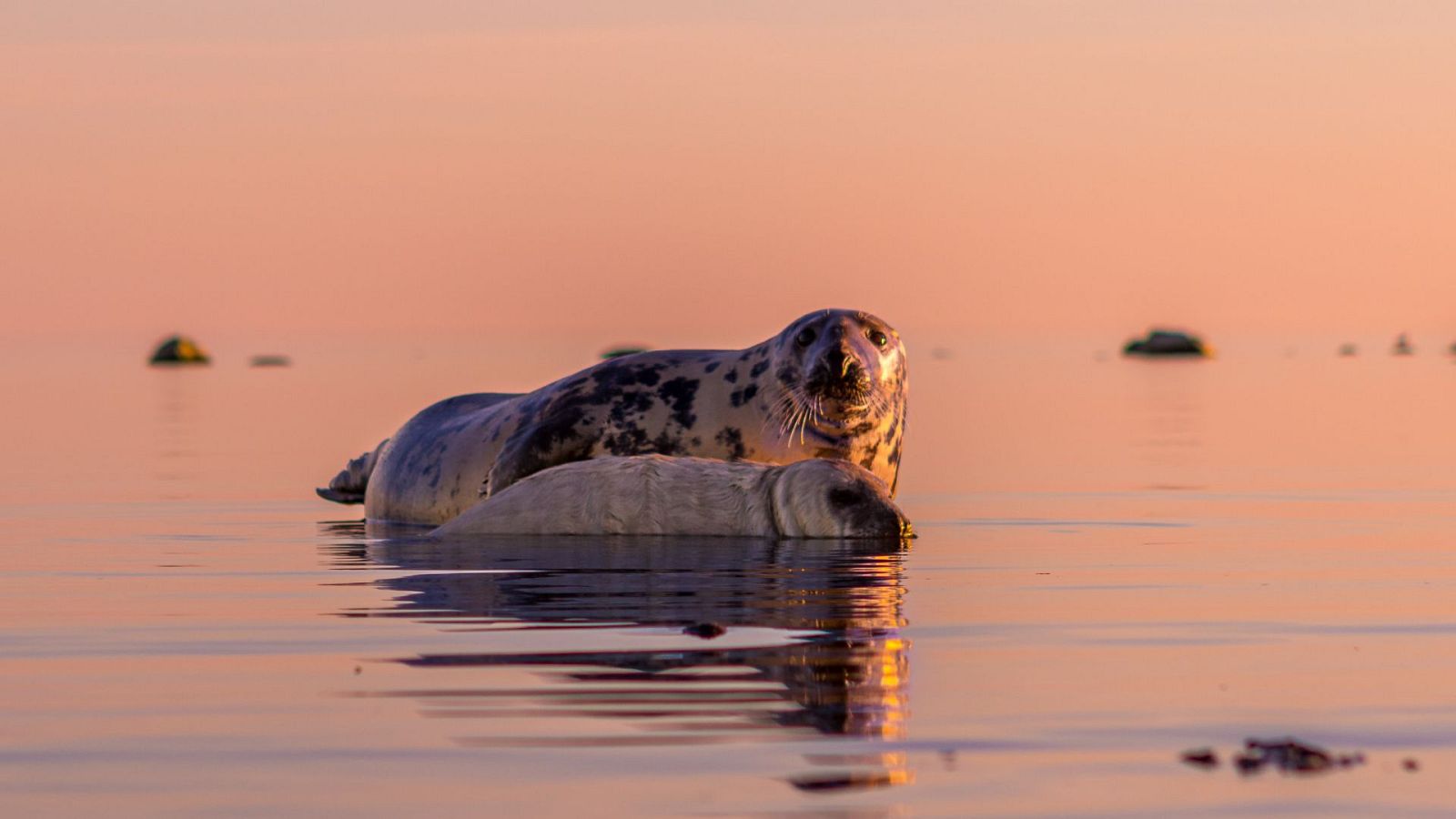 Mares en movimiento - Episodio 4: Los mundos ocultos del Báltico	- ver ahora