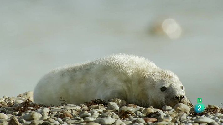 Som Documentals - Mars en moviment: Els mons ocults del Bàltic