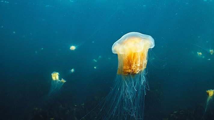 Escandinavia salvaje - Agua