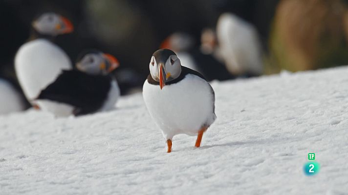 Som Documentals - Escandinàvia salvatge: Aigua