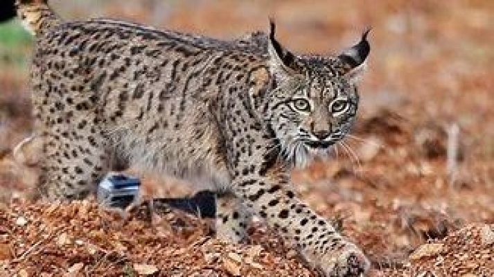 Para todos La 2 - El lince ibérico