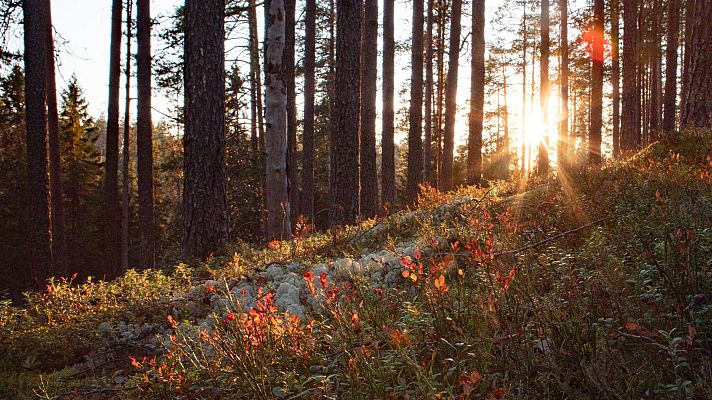 Escandinavia salvaje - Tierra