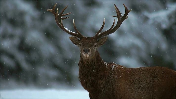 La Revuelta - Especial de Navidad de 'La Revuelta', muy pronto en RTVE