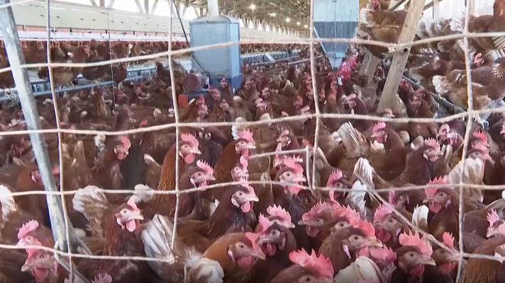 Telediario 1 - California declara el estado de emergencia por gripe aviar