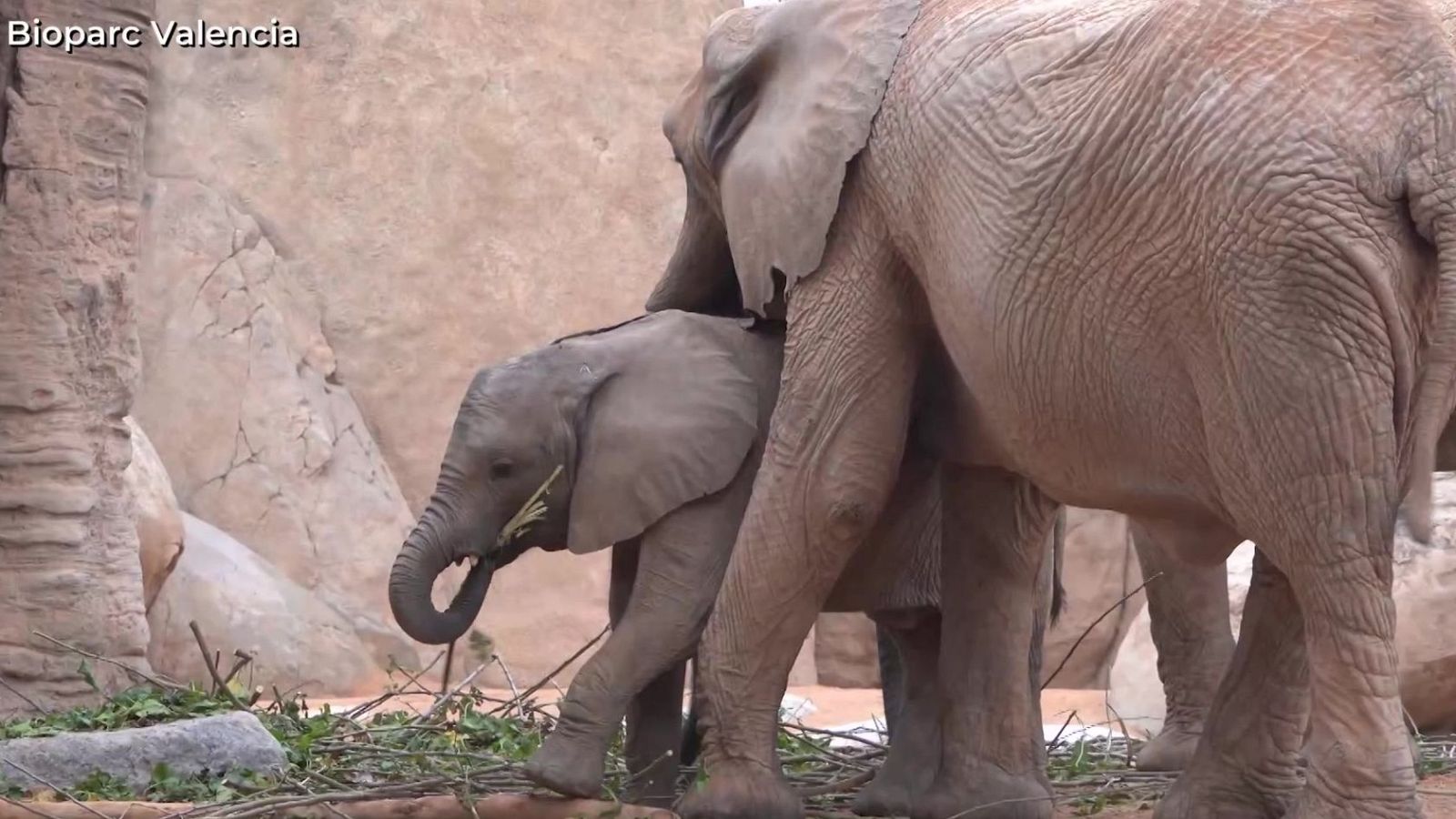 Malik está de celebración | Ver