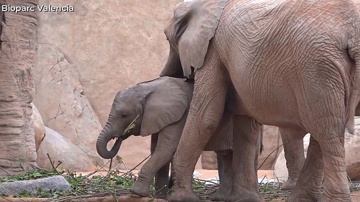 Aquí la Tierra - Malik está de celebración
