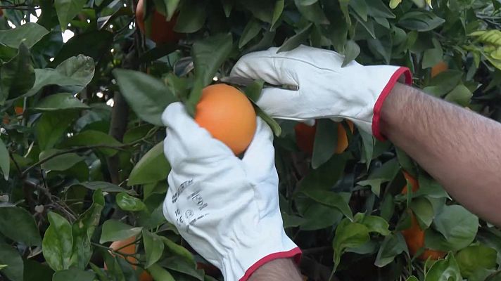 Aquí la Tierra - Naranjas para la buena fortuna