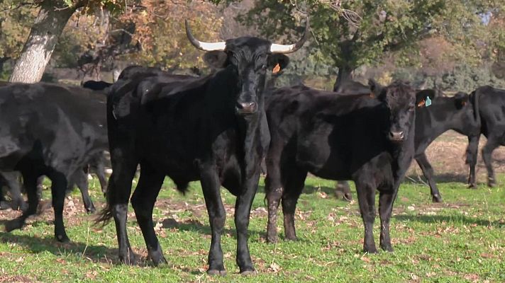 Aquí la Tierra - Ganado japonés… en El Escorial