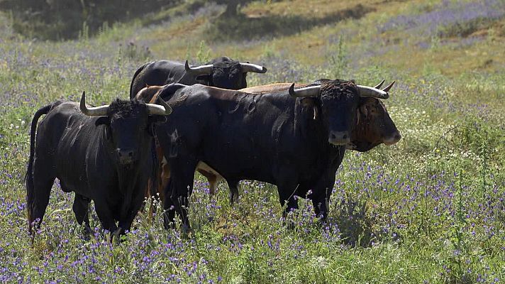 Tendido cero - Tendido Cero - 21/12/24