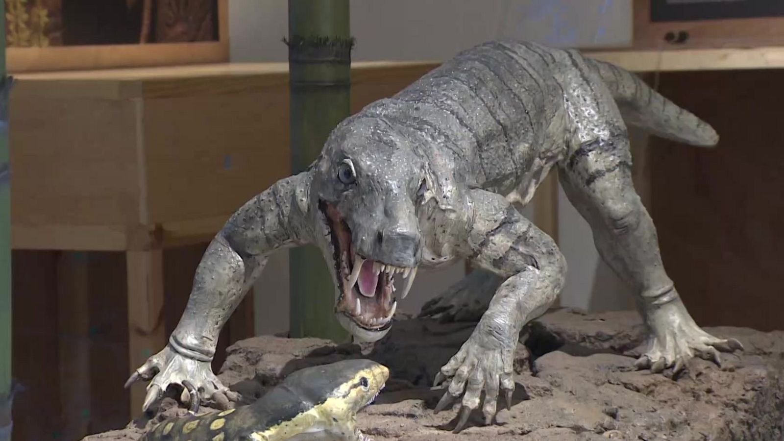 Encuentran el mamífero más antiguo | Ver