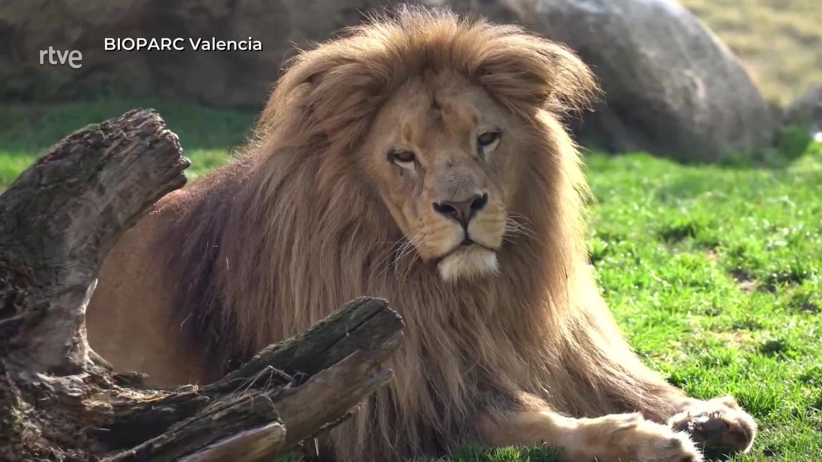 El reinado eterno del león | Ver