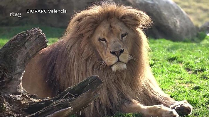 Aquí la Tierra - El reinado eterno del león
