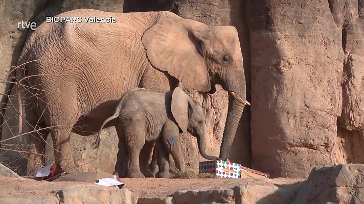 Aquí la Tierra - Papá Noel también visita a los animales