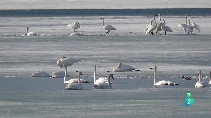 Som Documentals - L'oasi de l'Àrtic