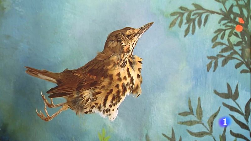 Informativo Telerioja 2 - 27-12-2024 - Informativo Telerioja | Ver