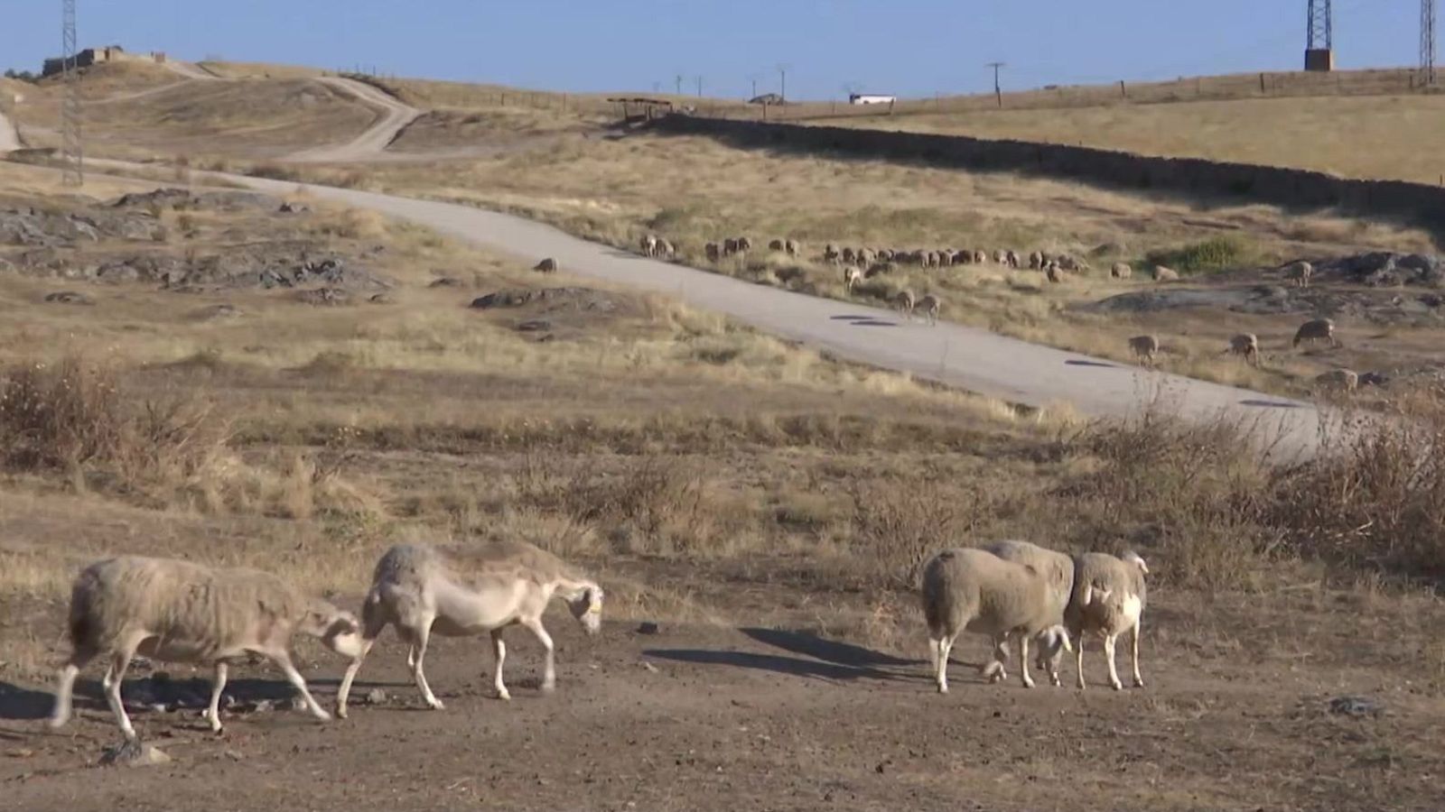 Agrosfera - 28/12/24 - ver ahora
