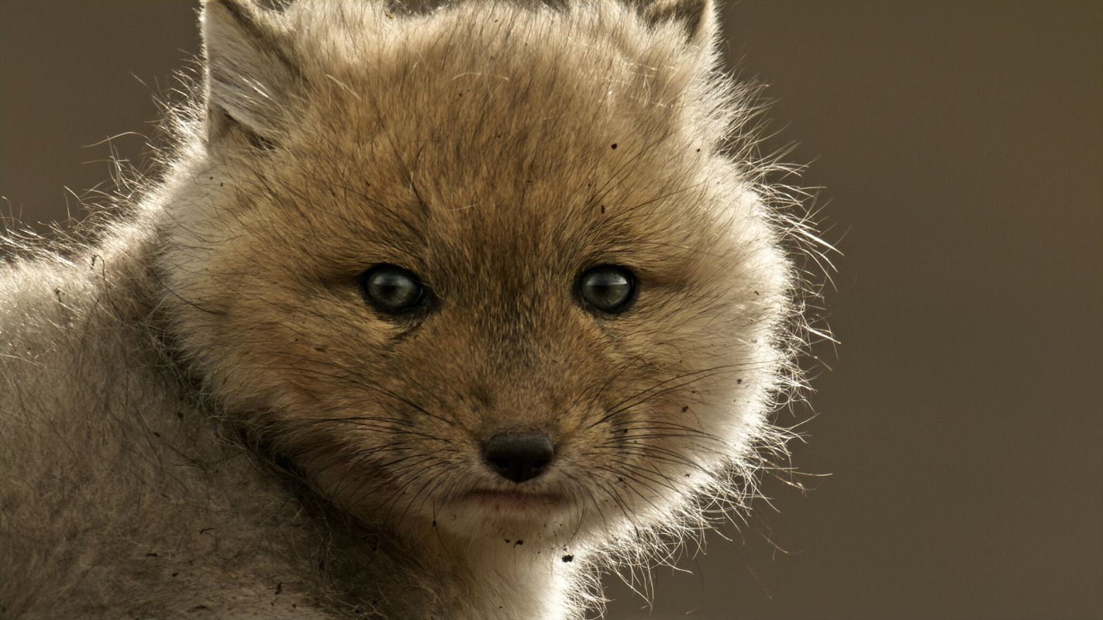 Perros Salvajes - Episodio 1: Conociendo a la familia - Ver ahora