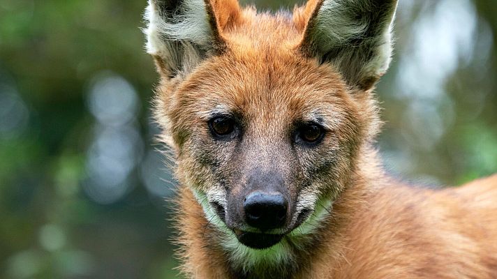 Perros salvajes - Protegiendo a la manada