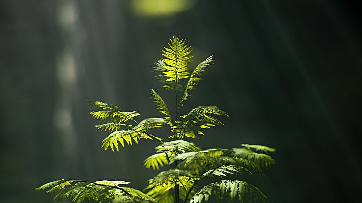 La Tierra - Vegetación